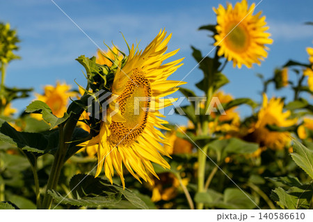 Sunflower turned sideways bright yellow field blue sky Sunflower turned sideways bright yellow field blue sky 140586610