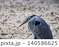 Grey heron head closeup beak down hunting sandy ground Grey heron head closeup beak down hunting sandy ground 140586625