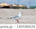 Black headed gull full body shell beach urban bokeh Black headed gull full body shell beach urban bokeh 140586626