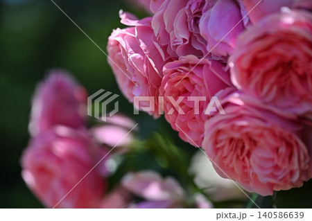バラの花 バラの花 140586639