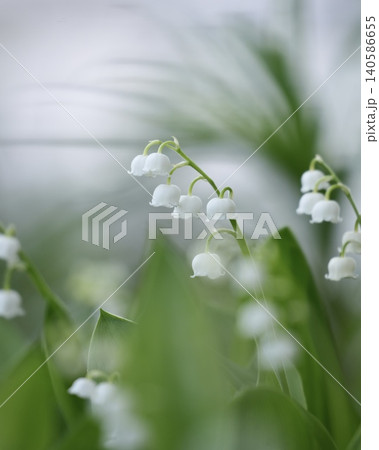 可愛いすずらんの花 140586655