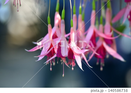 フクシアの花 フクシアの花 140586738