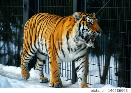 円山動物園の人気者　アムールトラ 140586968