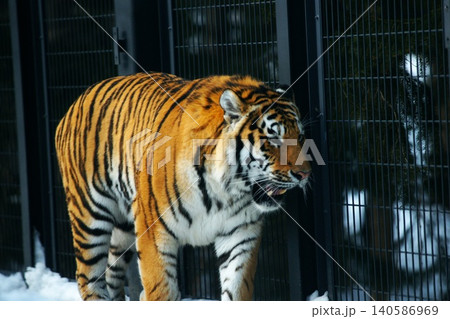 円山動物園の人気者　アムールトラ 140586969