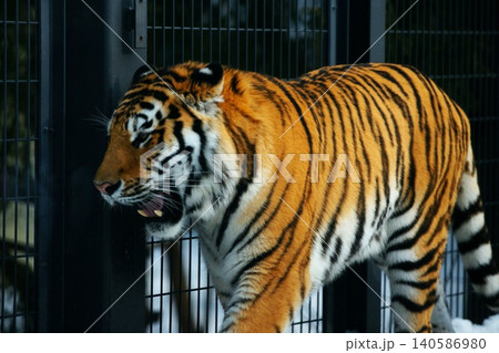 円山動物園の人気者　アムールトラ 140586980