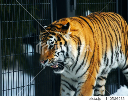 円山動物園の人気者 アムールトラ 円山動物園の人気者 アムールトラ 140586983