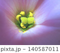 ピンクのトルコキキョウの花芯 140587011