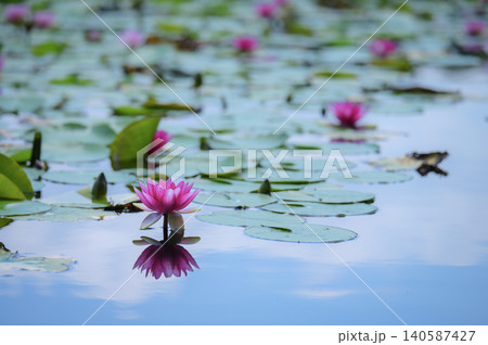 水面に映る睡蓮の花と静かな池の風景 水面に映る睡蓮の花と静かな池の風景 140587427