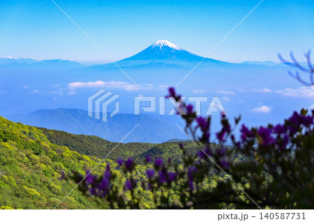 天城山からレンゲツツジ越しに望む富士山 天城山からレンゲツツジ越しに望む富士山 140587731