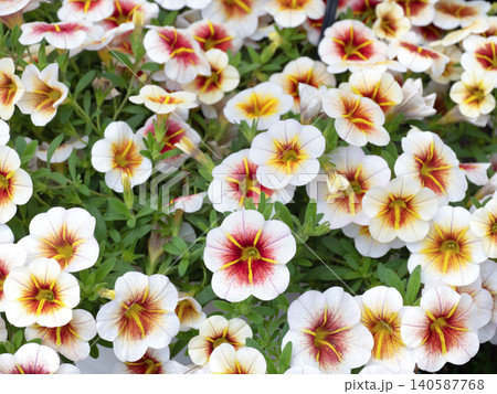 カリブラコアの花苗 カリブラコアの花苗 140587768