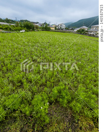 初夏ののどかな里山と美しい渓流の風景 愛媛県新居浜市 初夏ののどかな里山と美しい渓流の風景 愛媛県新居浜市 140587915