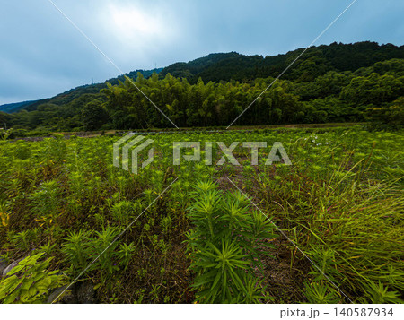 初夏ののどかな里山と美しい渓流の風景 愛媛県新居浜市 140587934