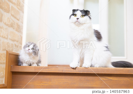 階段にいる2匹の猫 階段にいる2匹の猫 140587963