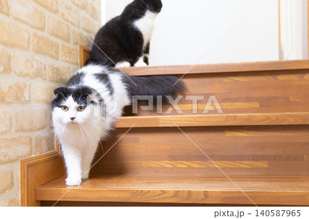 階段にいる2匹の猫 階段にいる2匹の猫 140587965