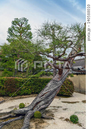 京都 大徳寺 真珠庵の門前風景 140588010