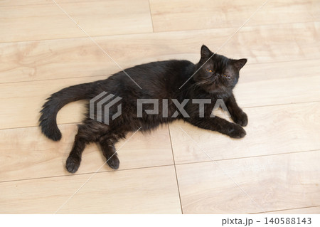 床でくつろぐ黒いエキゾチックショートヘアの成猫 床でくつろぐ黒いエキゾチックショートヘアの成猫 140588143