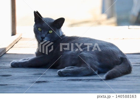 夏の日陰で横たわる黒い地域猫 夏の日陰で横たわる黒い地域猫 140588163