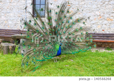 Male of peacock or peafowl (Pavo cristatus) with colorful spread tail-feathers on a lawn Male of peacock or peafowl (Pavo cristatus) with colorful spread tail-feathers on a lawn 140588268