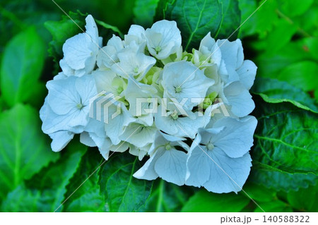 白い紫陽花の花 白い紫陽花の花 140588322