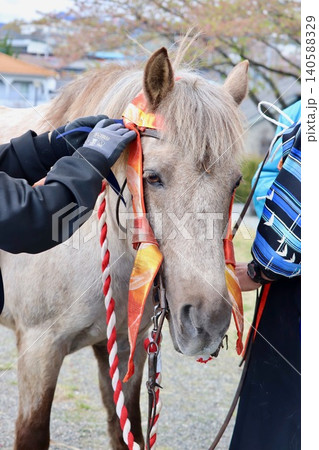 お祭りの飾りを付けた神馬 お祭りの飾りを付けた神馬 140588329