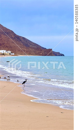 Solitary heron wading on a calm sandy beach beneath rugged coastal cliffs Solitary heron wading on a calm sandy beach beneath rugged coastal cliffs 140588385