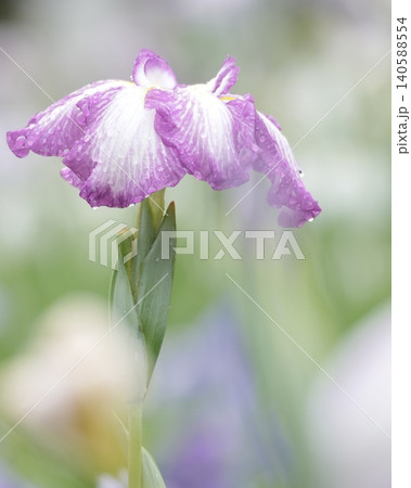 初夏咲く花菖蒲の風景 初夏咲く花菖蒲の風景 140588554