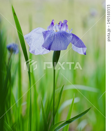 初夏咲く花菖蒲の風景 初夏咲く花菖蒲の風景 140588555