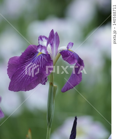初夏咲く花菖蒲の風景 140588711