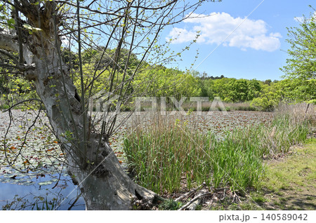岩槻散歩:赤坂沼 岩槻散歩:赤坂沼 140589042