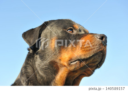 rottweiler in nature rottweiler in nature 140589157