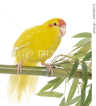 Red-fronted Kakariki parakeet Red-fronted Kakariki parakeet 140589171
