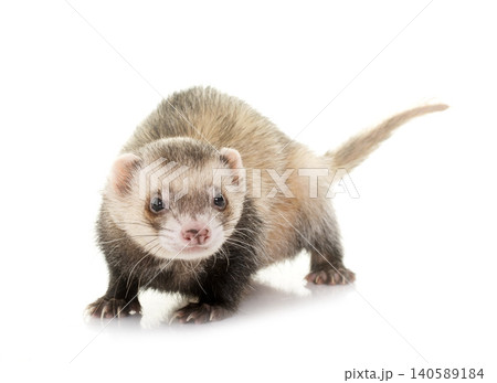 ferret in studio 140589184