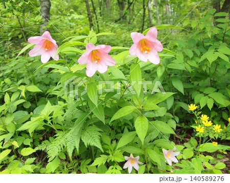 初夏に咲くヒメサユリの花 初夏に咲くヒメサユリの花 140589276