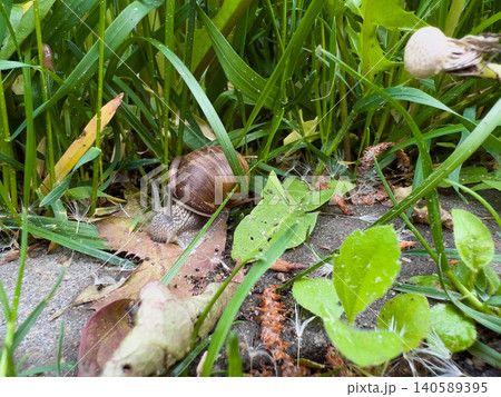 A snail with a brown spiraled shell A snail with a brown spiraled shell 140589395