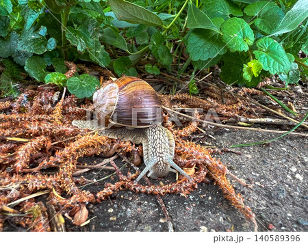 Close-up of a brown snail moving across forest debris 140589396