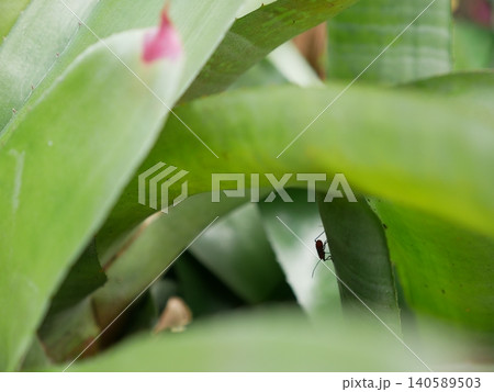 昆虫 虫 蟲 140589503