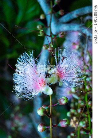 沖縄・一夜だけ咲く幻の花サガリバナ(B) 沖縄・一夜だけ咲く幻の花サガリバナ(B) 140589746