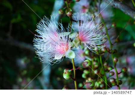 沖縄・一夜だけ咲く幻の花サガリバナ(C) 沖縄・一夜だけ咲く幻の花サガリバナ(C) 140589747