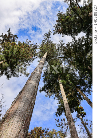 Low angle perspective of a tall Japanese Cypress in Cypress Forest. 140589827