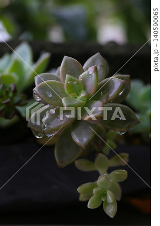 多肉植物、ボタニカル背景 多肉植物、ボタニカル背景 140590065