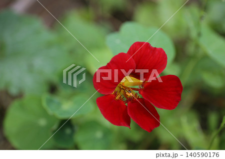 赤いナスタチウムの花 赤いナスタチウムの花 140590176