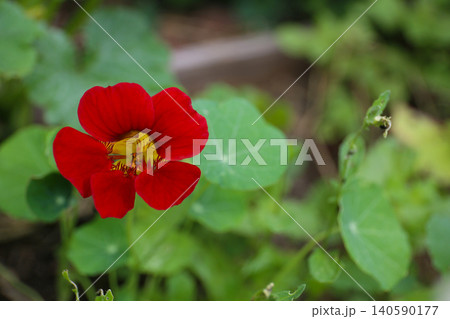 赤いナスタチウムの花 赤いナスタチウムの花 140590177