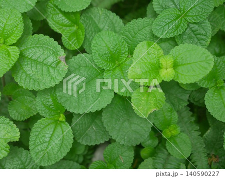 観葉植物 植物 工場 140590227