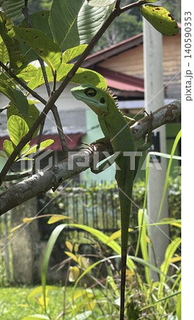 Green Crested Lizard on Guava Tree Branch in Tropical Garden Green Crested Lizard on Guava Tree Branch in Tropical Garden 140590353