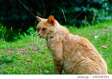 静かな公園に座っているリラックスした茶トラ猫 静かな公園に座っているリラックスした茶トラ猫 140590361