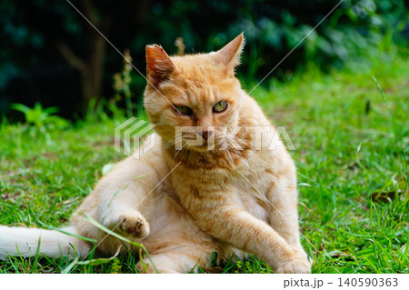 静かな公園に座っているリラックスした茶トラ猫 静かな公園に座っているリラックスした茶トラ猫 140590363