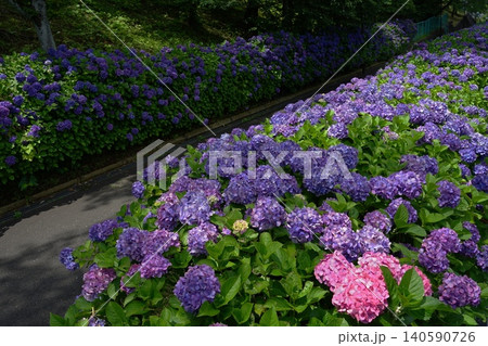 紫陽花園に紫色のアジサイの花が咲いています 6月稲城716アジサイ・アジサイ科・平尾 紫陽花園に紫色のアジサイの花が咲いています 6月稲城716アジサイ・アジサイ科・平尾 140590726