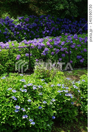 紫陽花園に紫色のアジサイの花が咲いています　6月稲城720アジサイ・アジサイ科・平尾 140590730
