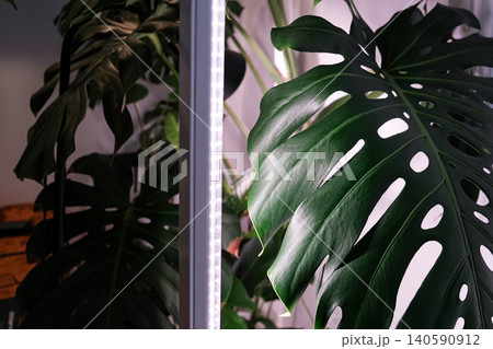 Monstera Monstera 140590912