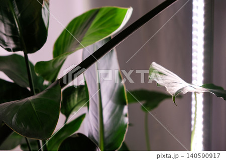 Monstera Monstera 140590917